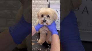 Maltipoo Grooming maltipoo doggroomingtips dogs [upl. by Marciano]