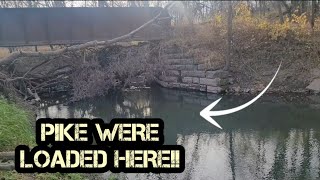 Northern Pike were LOADED by this Bridge Fall Bank Fishing [upl. by Gaeta278]