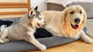 Golden Retrievers Reaction to a Husky Puppy Occupying His Bed [upl. by Shepherd]