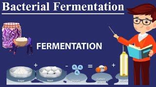 Fermentation and their Types  Fermentation Process  Bacterial Fermentation Types of Fermentation [upl. by Florrie]