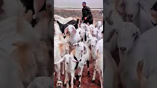 Bakra Mandi 2024 bakraeid bakraeid2024 bakraeidspecial bakra goats trending [upl. by Anirdnaxela]