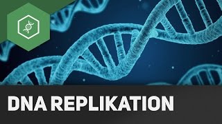 DNA Replikation  Wie funktionierts [upl. by Nihcas]