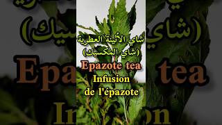 شاي الأثينة العطرية أو المخينزةMexican teaJesuits teaEpazote teaInfusion de lépazoteshorts [upl. by Pacifa]