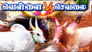 வெள்ளை Vs செவலை மரண மாஸ் ஆட்டம்  ஒருத்தன் கூட பக்கத்துல வரல செம்ம ஆட்டம் Tamilan Trending [upl. by Annaor]