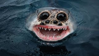 Most Terrifying Animals Around The World  Scariest Creatures Ever  Deadliest Animals [upl. by Dnamron]