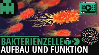 Bakterienzelle Aufbau │Biologie Lernvideo Learning Level Up [upl. by Allertse]