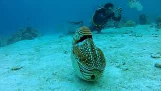 Palau Chambered Nautilus [upl. by Gaves181]