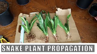 How To Propagate A Snake Plant Sansevieria by Leaf Cutting amp Rhizome Seperation [upl. by Vicki51]