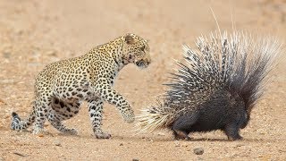 Leopard Takes On And Fights Porcupine [upl. by Mullins]