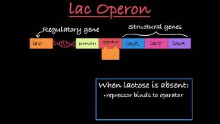 The lac Operon Positive and Negative Control [upl. by Dnomyad]