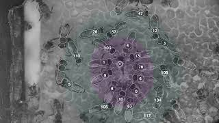 Detection and tracking of honeybee queen court [upl. by Autum]