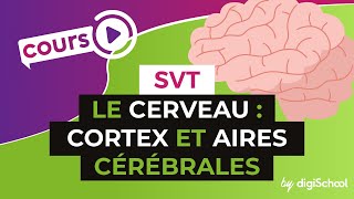 SVT BAC S  Le cerveau  cortex et aires cérébrales [upl. by Hertzfeld]