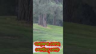 ଚୋର ପୋଲିସ ଖେଳ 😂😂viralvideo fonnyvideo comedyshorts odia [upl. by Lebisor]