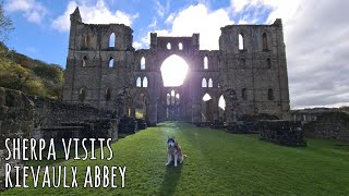 Husky gets let in to explore a historic Abbey [upl. by Bergh824]