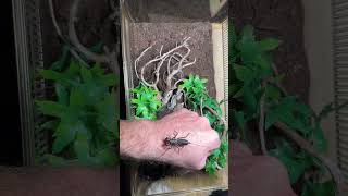 REHOUSING MASTIGOPROCTUS TOHONO THE GIANT ARIZONA VINEGAROON invertebrate invertebrates arachnid [upl. by Dedric]