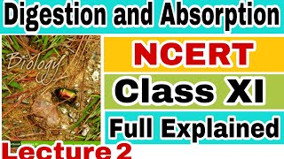 NCERT CH16 DIGESTION AND ABSORPTION HUMAN PHYSIOLOGY Biology LECTURE 2 FOR NEETAIIMS [upl. by Sathrum]