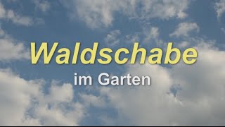 Waldschabe im Garten [upl. by Estevan]