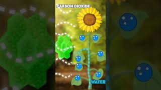 PHOTOSYNTHESIS explained under 60 SECONDS  shorts [upl. by Enitsej]