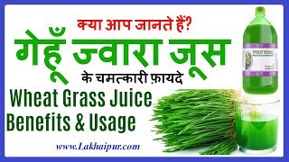 Wheatgrass Benefits amp Side Effects  गेहूँ ज्वारा रस के फ़ायदे और नुकसान Lakhaipurtv [upl. by Grimonia912]