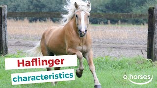 Haflinger  characteristics origin amp disciplines [upl. by Artemas987]