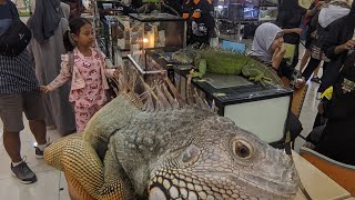 animalcious lippo plaza BATU  lomba reptile dan pameran hewan [upl. by Soble]