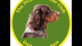 The Picardy Spaniel or Epagneul Picard [upl. by Salguod]