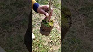 plantation आंवला का पौधा  Agrogreenfield  shorts viral youtubeshorts Amla plant care [upl. by Ty925]