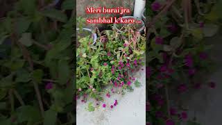 Gomphrena plant garden gardening tulsi comedy love shayari funny garden [upl. by Myrtice83]