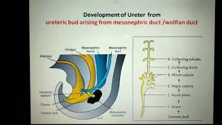 Development of ureter and urinary bladder [upl. by Sosanna15]