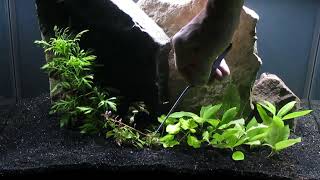 Rescape for Amano Shrimp 20Gallon tall Aquascape 9224 [upl. by Euqnom]