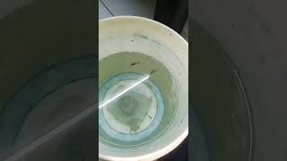 New parrot fish Rescue kar li And new fishes le aya [upl. by Lsil]