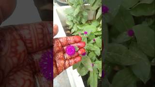 🌸Gomphrena flowers 🌸 motivation motivationalstatus youtube short [upl. by Arykat37]