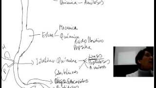 Fisiología del aparato digestivo Introducción 1 [upl. by Kinsman]