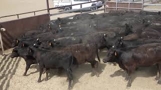 132 YAMMATREE ANGUS WEANER HEIFERS HGP FREE  AV 2201KG CURFEWED [upl. by Dugaid]