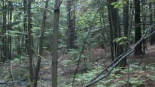 Murder and kidnapping in woods caught on tape [upl. by Nnyleve507]