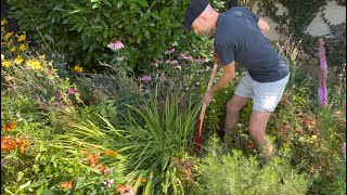 How to Divide Crocosmia Montbretia amp Get More Plants  Perennial Garden [upl. by Marysa648]