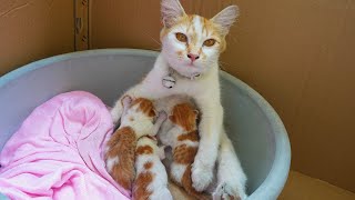 6 Month Old Kitten gave birth to 4 Kittens [upl. by Jammin]