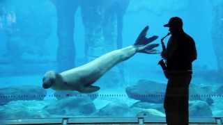 Taronga Zoos Leopard Seal Serenaded by a Saxophone [upl. by Denise]