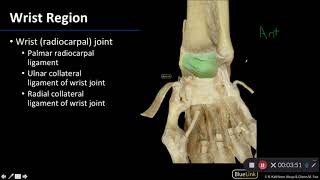 Joints Wrist  Dissection Supplement [upl. by Cousins]