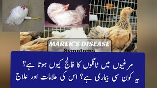 Mareks disease in poultry  Mareks symptoms and treatment  paralysis treatment in poultry [upl. by Krisha]