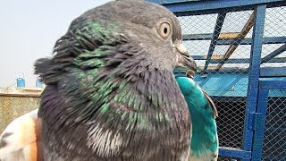 Kisi ki Achi Uri Hui Kabutari Pakri  pigeons Biz  viralvideo kabootar birds pigeon birdslover [upl. by Darci]