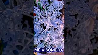 PLANTAS DE SOMBRA e MEIA SOMBRA PLANTASDESOMBRA [upl. by Garfield298]