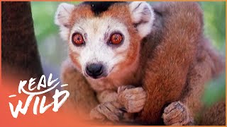 Crowned Lemurs And Their Strange Habits Wildlife Documentary  Real Wild [upl. by Les729]