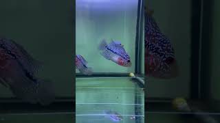 Flowerhorn SRDfish video aquarium flowerhornbreeding fishing flowerhornindonesia fishtank [upl. by Noyrb252]