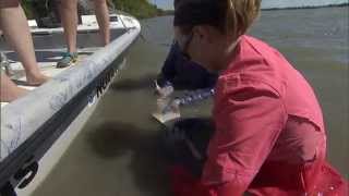 Protecting the Smalltooth Sawfish [upl. by Assyli]