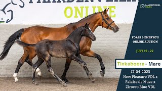 Tinkaboera – Foals amp Embryo’s Online Auction – Paardenveilingonlinecom [upl. by Arnoldo]