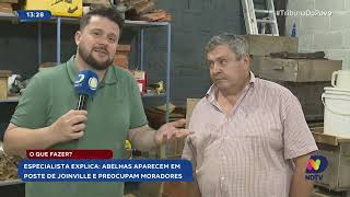 Abelhas aparecem em poste de Joinville como lidar com o risco [upl. by Olenka]