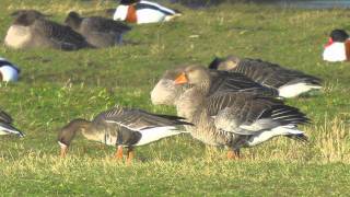 WhiteFronted Geese  Anser albifrons albifrons [upl. by Nylisoj705]