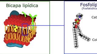 Sistemas precelulares Liposomas [upl. by Nerahs]