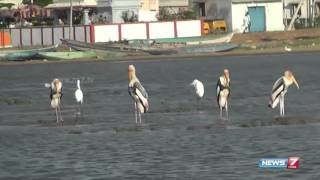 Tourists enjoy watching birds flock at Palaverkadu  Tamil Nadu  News7 Tamil [upl. by Call]